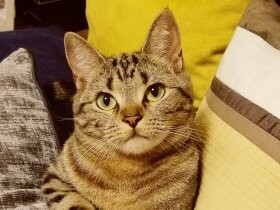 まるで令和のキャッツアイ　華麗にいただくアメショの「梅子」