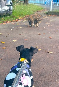野良猫ちゃんにやんのかステップされる悲しき背中、、（提供：薔薇子さん）