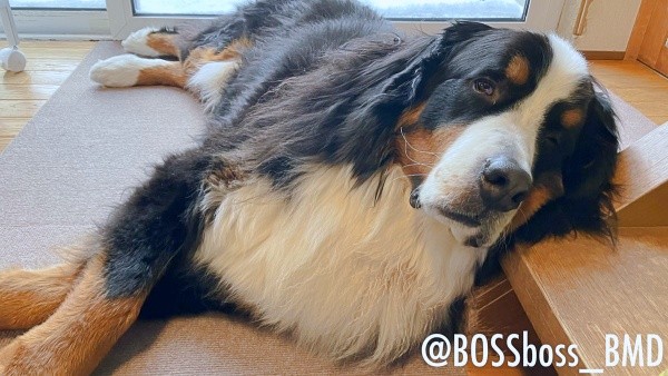 デッキと室内を行ったり来たりして雪を堪能するボスくん（画像提供：ボスちんさん）