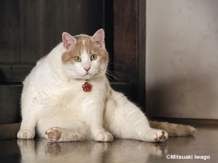 喜多方ラーメン店の看板猫「シロ」（撮影地・福島）