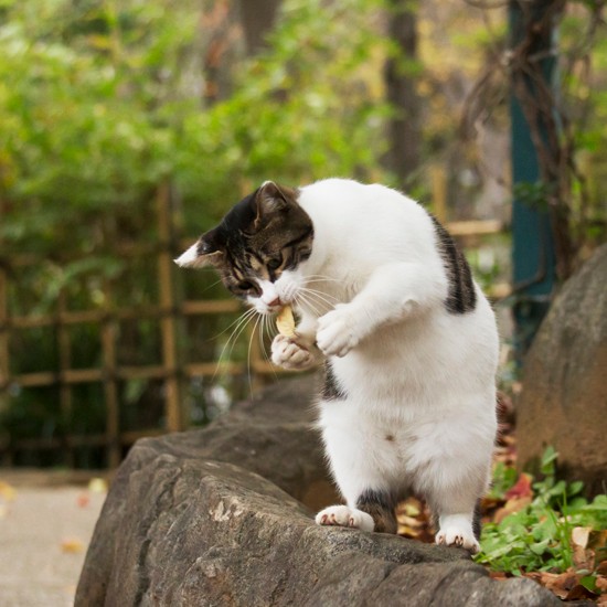 『俳句ねこ』（冬・新年）　ホーム社提供
