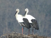 まんのう町提供