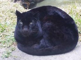 寒い…！石の上で丸くなるクロヒョウ もネコ科だニャ