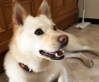 コハクちゃんは「最高の癒しを与えてくれる」としなもさん