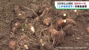 幻のサトイモ　上伊場野里芋の収穫が最盛期　宮城・大崎市