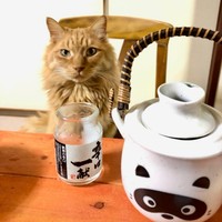 お外にいるので、ある日流れ者の雄猫と喧嘩をして、猫白血病ウイルスに感染してしまいました。ずっと高熱が続き、でも、猫白血病ウイルスを撃退することに成功しました！