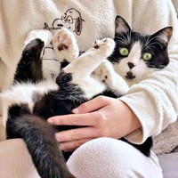 3歳を迎えたあんこちゃん。へそ天で抱っこ（画像提供：しじみとんさん）