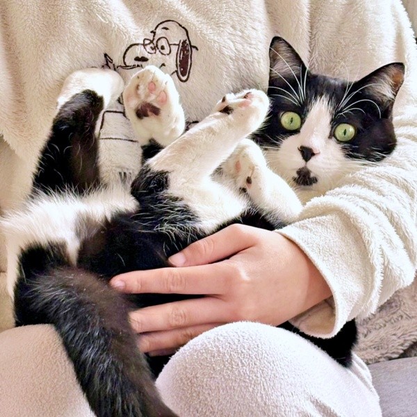 3歳を迎えたあんこちゃん。へそ天で抱っこ（画像提供：しじみとんさん）