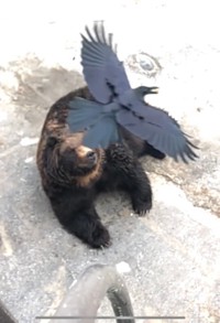 颯爽と現れ、クマの餌をとっていったカラス（画像は動画のスクリーンショット）