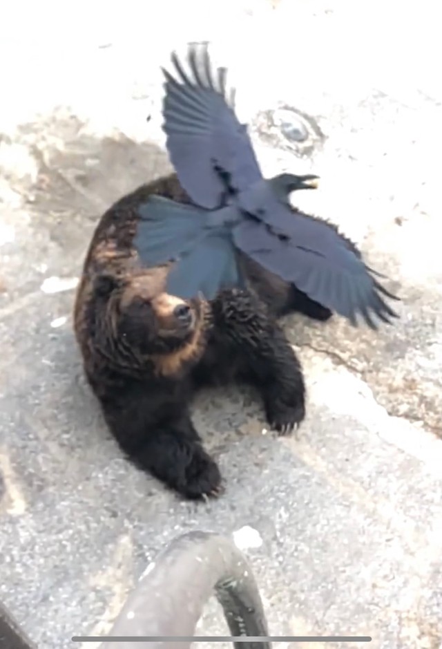 颯爽と現れ、クマの餌をとっていったカラス（画像は動画のスクリーンショット）