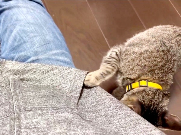 ポケットの下をのぞきこむかえでちゃん（画像提供：琥みっちゃきぃ@保護猫さん）