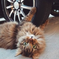 タイヤで爪とぎするのはやめて～（汗）