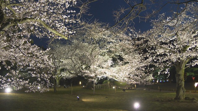 栗林公園 春のライトアップに1万8800人 前年下回る 香川