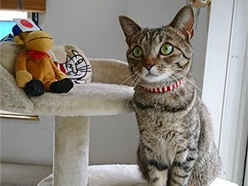 ゆうべは夜更かししちゃったの　キジトラの保護猫「るる」