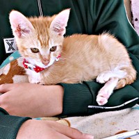 保護当初、ガリガリに痩せて廃墟にいたちいちゃん（画像提供：ちーちゃん-Mari-うるちゃんさん／Instagram）