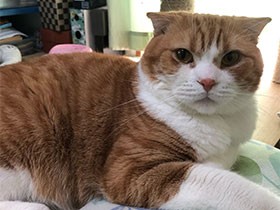 休日は飼い主さんのお布団でのんびり　スコティッシュ「エル」