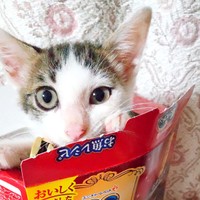 小さな箱にすっぽり入るあずきくん（画像提供：バニラさん）