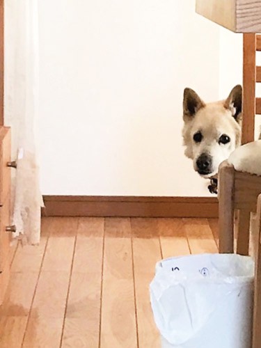 様子をのぞくときも、ひっそり控えめ（『おじいわんソーヤ』講談社より）