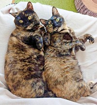 シンクロする（左から）めいちゃん、よもぎちゃん（画像提供：さびニャンズさん）