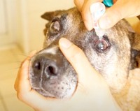 目の治療を受けることになりました