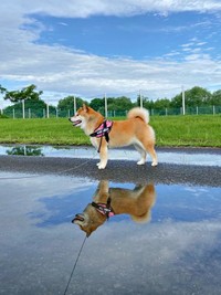 偶然撮れたこはるちゃんの「逆さ柴」（画像提供：赤柴こはる 岡山生まれおっさん育ちさん）