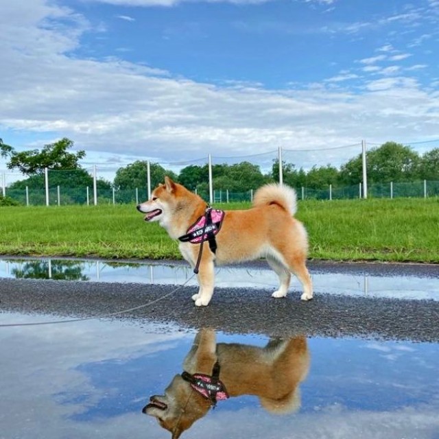 偶然撮れたこはるちゃんの「逆さ柴」（画像提供：赤柴こはる 岡山生まれおっさん育ちさん）