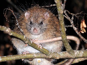 絶滅危惧のネズミ、野生化した猫が襲う！　その瞬間を撮影