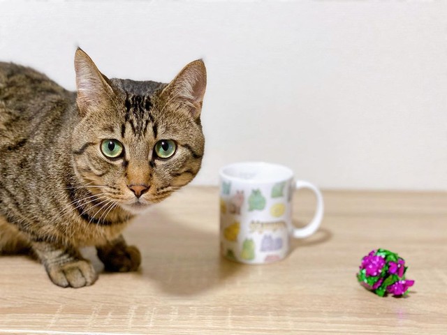 おとなしくて優しいにゃん吉くん