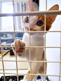 保護から10日ほど経ったころ、家に慣れてきたミミちゃん（画像提供：neko好きさん）