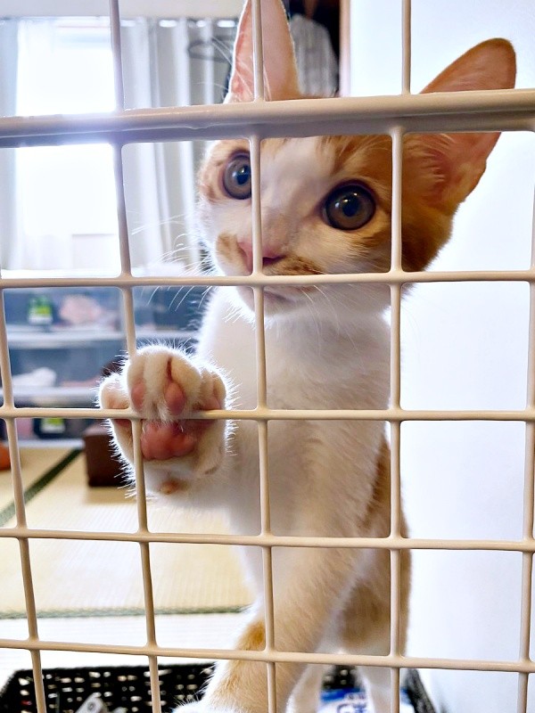 保護から10日ほど経ったころ、家に慣れてきたミミちゃん（画像提供：neko好きさん）