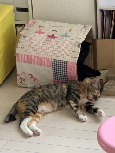 段ボールに布を貼った特製ハウス「順番待ち」（ニイノちゃん提供）