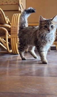 優しい里親さんに出会えますように（「mobimo/ミケ・ポコア・TNRクロコのびのび暮らし」さん提供、Instagramよりキャプチャ撮影）