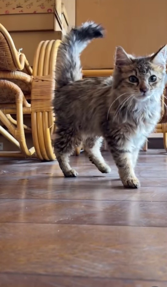 優しい里親さんに出会えますように（「mobimo/ミケ・ポコア・TNRクロコのびのび暮らし」さん提供、Instagramよりキャプチャ撮影）