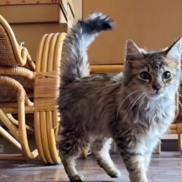 優しい里親さんに出会えますように（「mobimo/ミケ・ポコア・TNRクロコのびのび暮らし」さん提供、Instagramよりキャプチャ撮影）