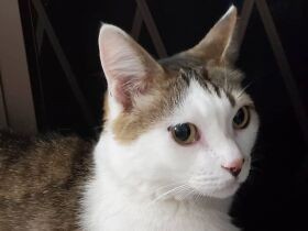 ぼくのお気に入りの白猫ちゃん早く来ないかな～　楽しみに待つ雑種猫「しょう」