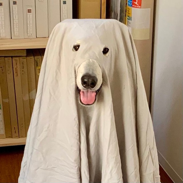 ハロウィンで「お化け犬」に仮装した時のサンくん（画像提供：riyaさん）