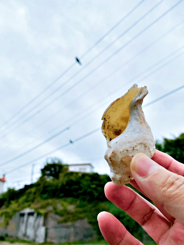 カラスが持ってきた貝殻。胡桃を割ったお礼かも？（画像提供：てつトチさん）