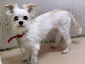 その子は本当に保護犬猫？　保護ビジネスに加担しないために賢い迎え主になろう