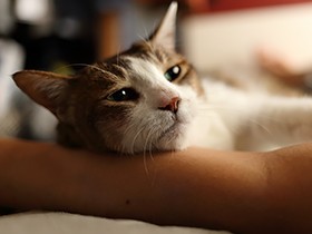 愛猫が結婚相手？　私の腕枕ですやすや眠る「かも」