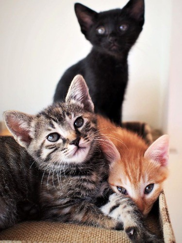 獣医さんから預かった３きょうだい