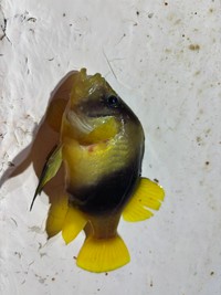 同じく、温かい地域に生息するはずのハタの仲間・キハッソク（提供写真）