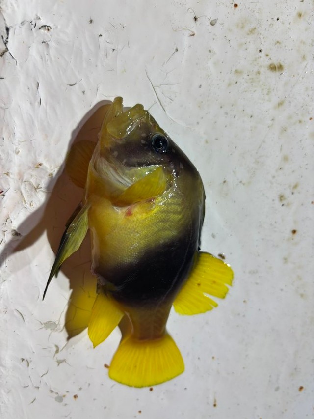 同じく、温かい地域に生息するはずのハタの仲間・キハッソク（提供写真）