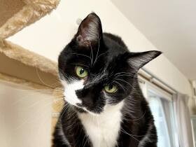 にゃんだって？　キャットタワーでまったり、眠くておとぼけ顔な雑種猫「ふう」