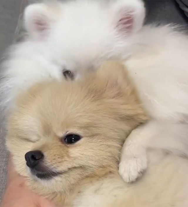 チラッ（画像提供：ころすけ＆ぺこ ポメラニアン兄妹さん）