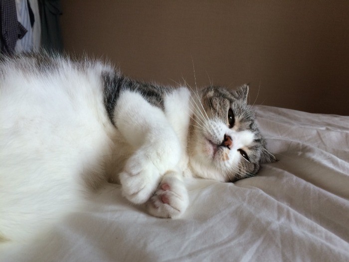 冬は布団が最高