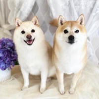 餅子ちゃんと同居犬のくるみちゃん（画像提供：KURUMILK.SHIBAINUさん）