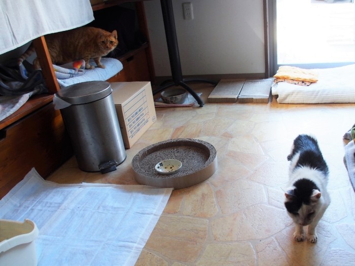 ねぐらは別。二匹のお城