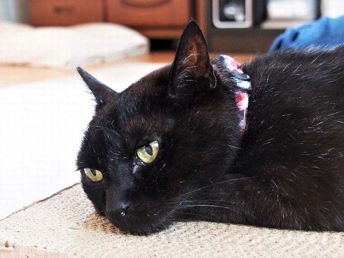 白髪が目立つウランちゃんは、いったい何歳？