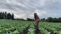 収穫まであと少し…キャベツ畑と向き合う毎日／農夫の荒川 a.k.a viptanさん（@viptanfarming）提供