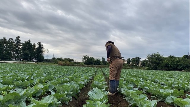 収穫まであと少し…キャベツ畑と向き合う毎日／農夫の荒川 a.k.a viptanさん（@viptanfarming）提供